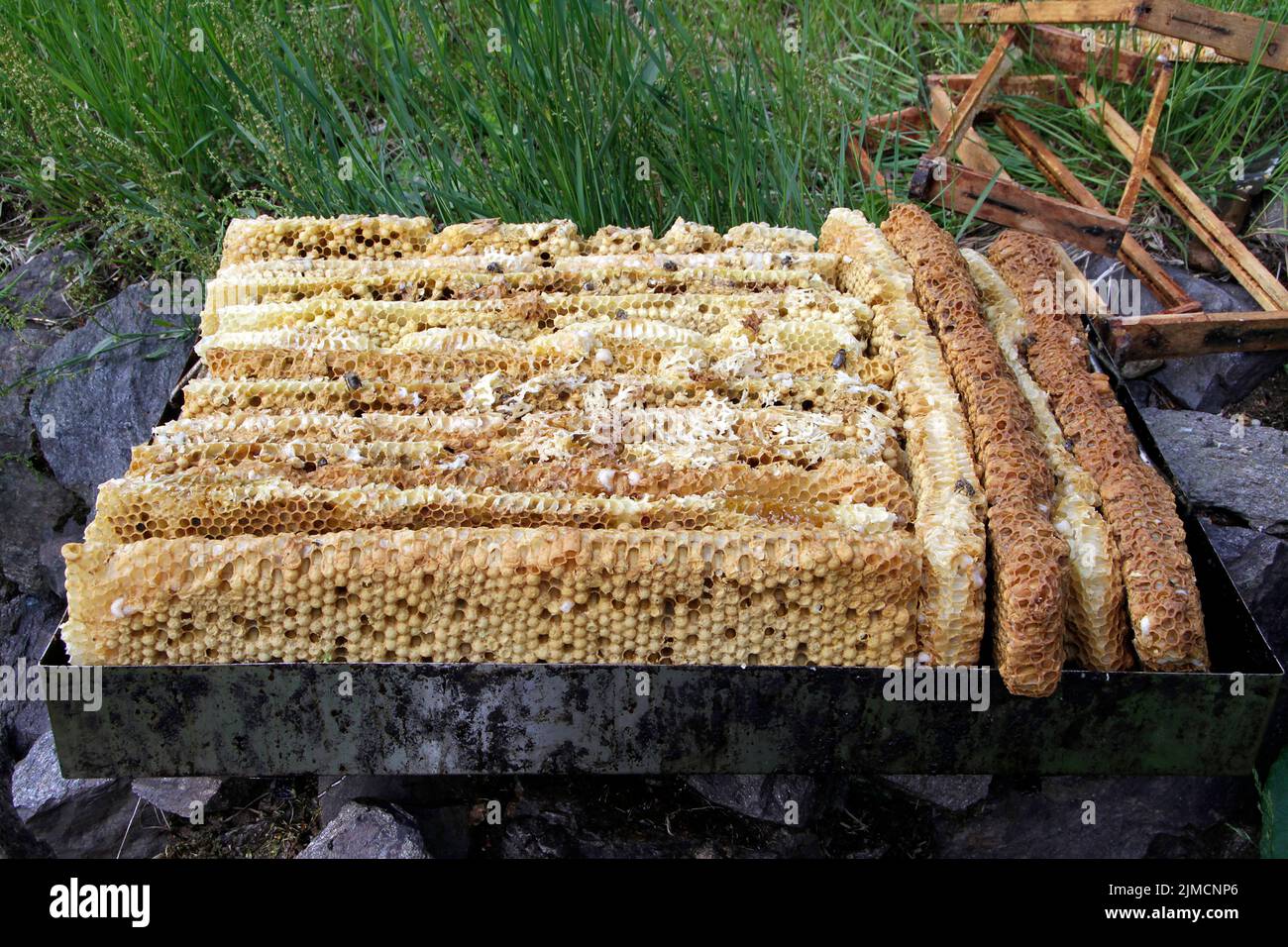 Beeswax, Wax melter, Son waxmelter, Thuringia, Germany, Europe Stock Photo