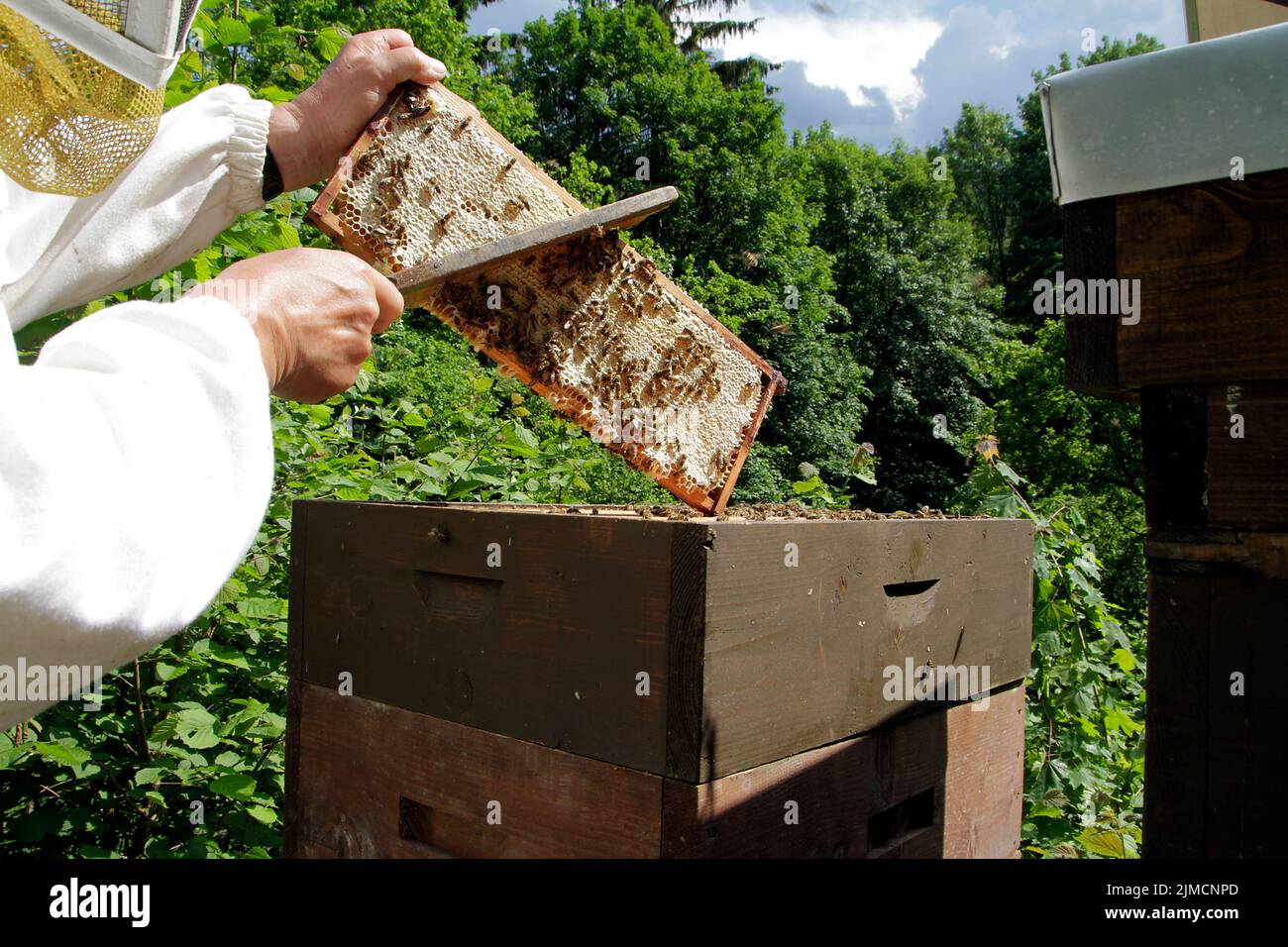 Honey harvest, Honeycomb, Centrifuging, Honey, Thuringia, Germany, Europe Stock Photo