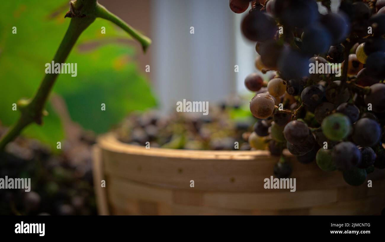 Pretty shots of grapes in a basket Stock Photo - Alamy