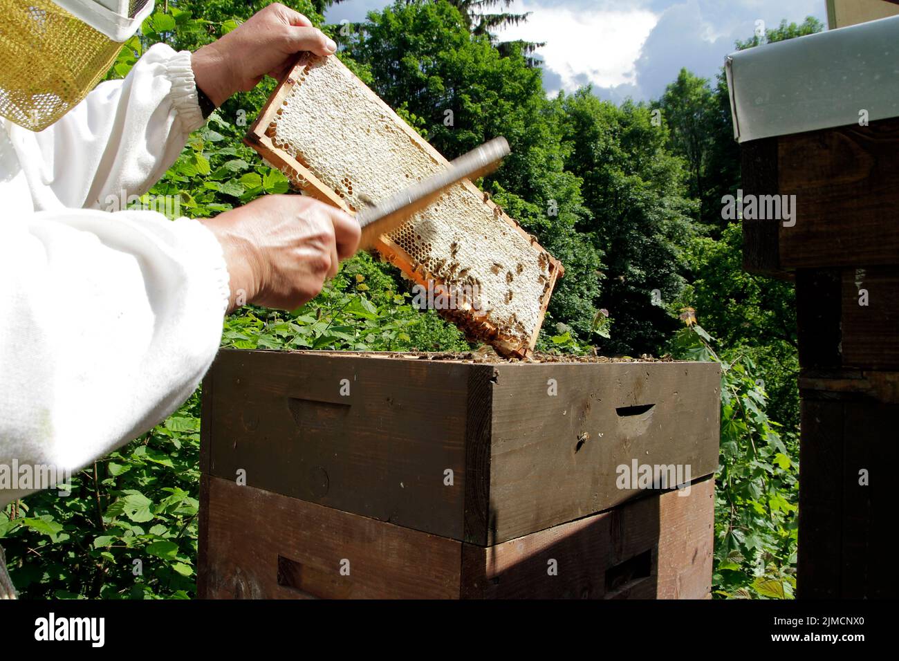 Honey harvest, Centrifuging, Honey, Thuringia, Germany
