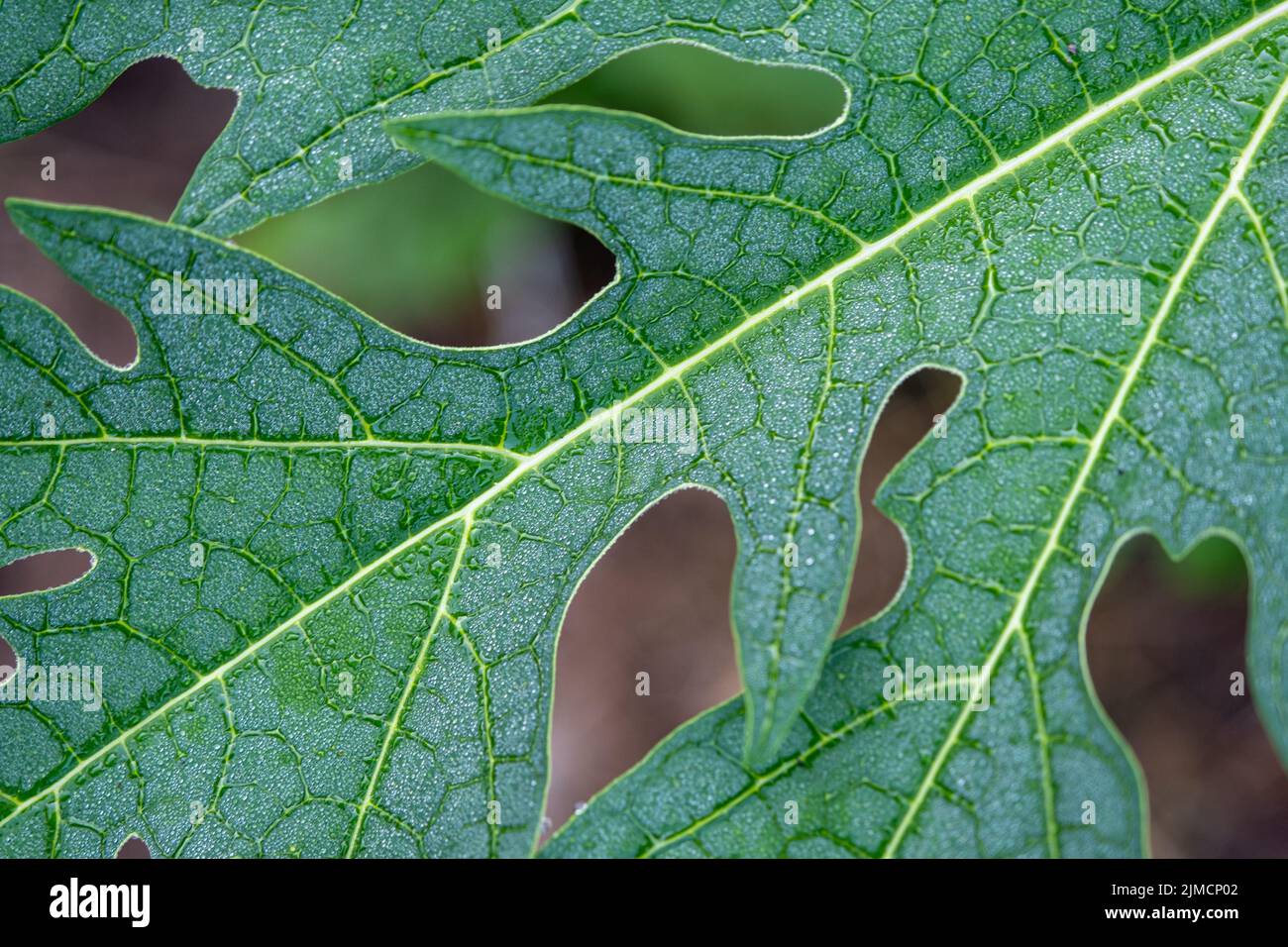 Fresh green leaves of a papaya tree for background use Stock Photo Alamy