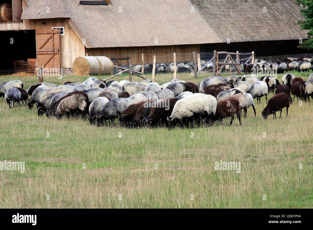 Heidschnucken, Sheep breed, Sheep, Doehle, Lower Saxony, Germany, Europe Stock Photo