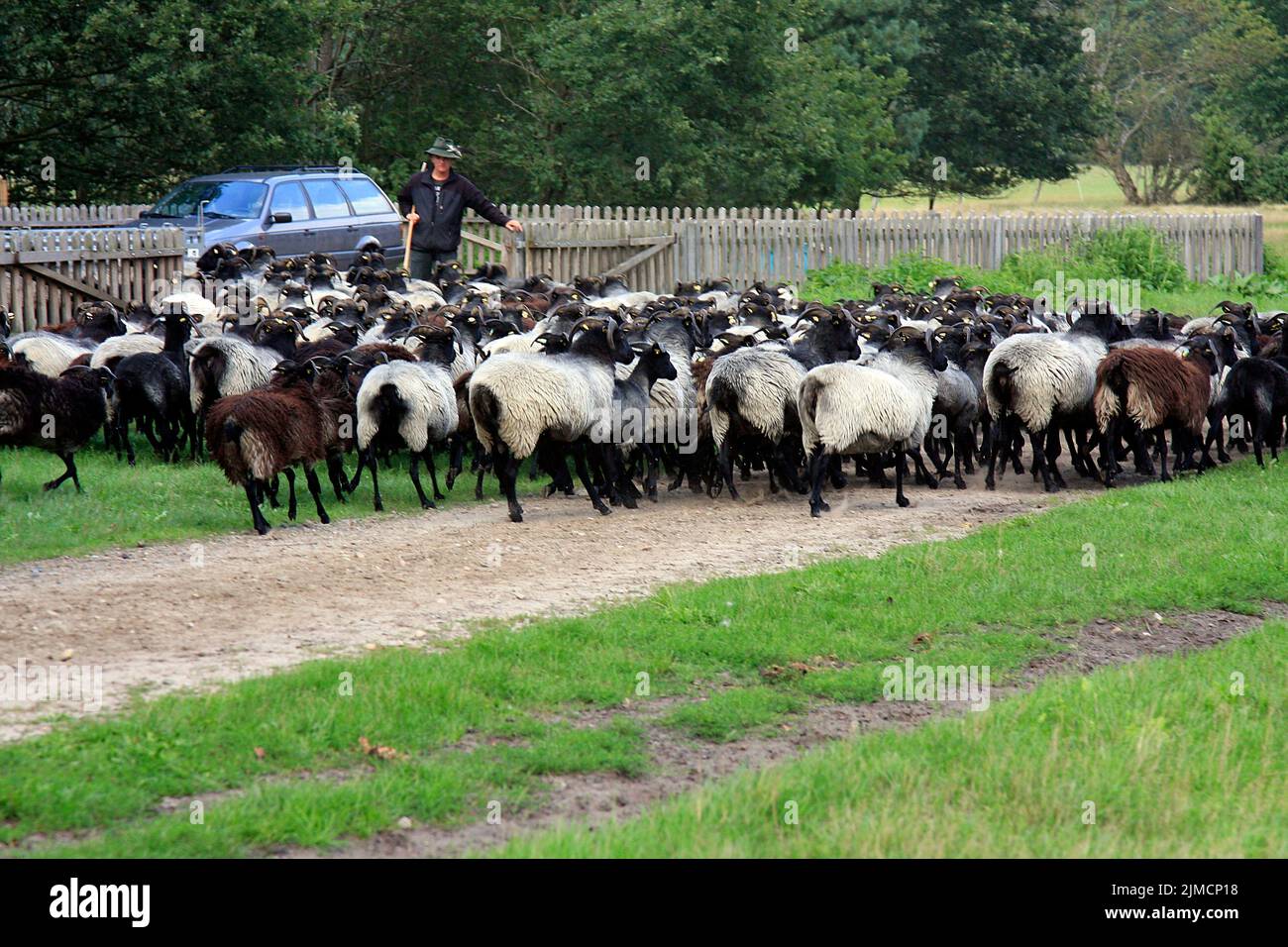 Heidschnucken, Sheep breed, Sheep, Doehle, Lower Saxony, Germany, Europe Stock Photo