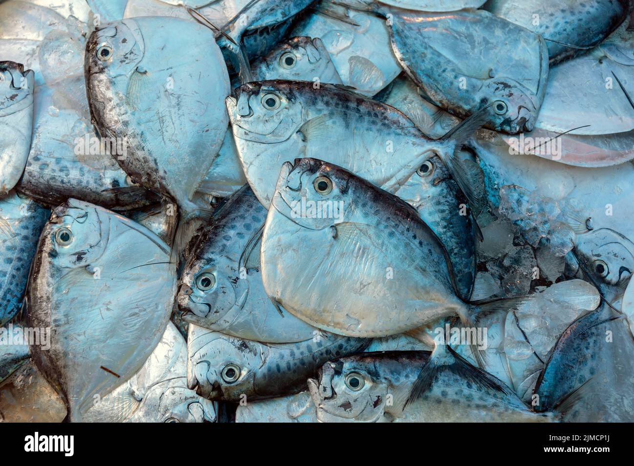 Razor moonfish (mene maculata) raw fish Stock Photo