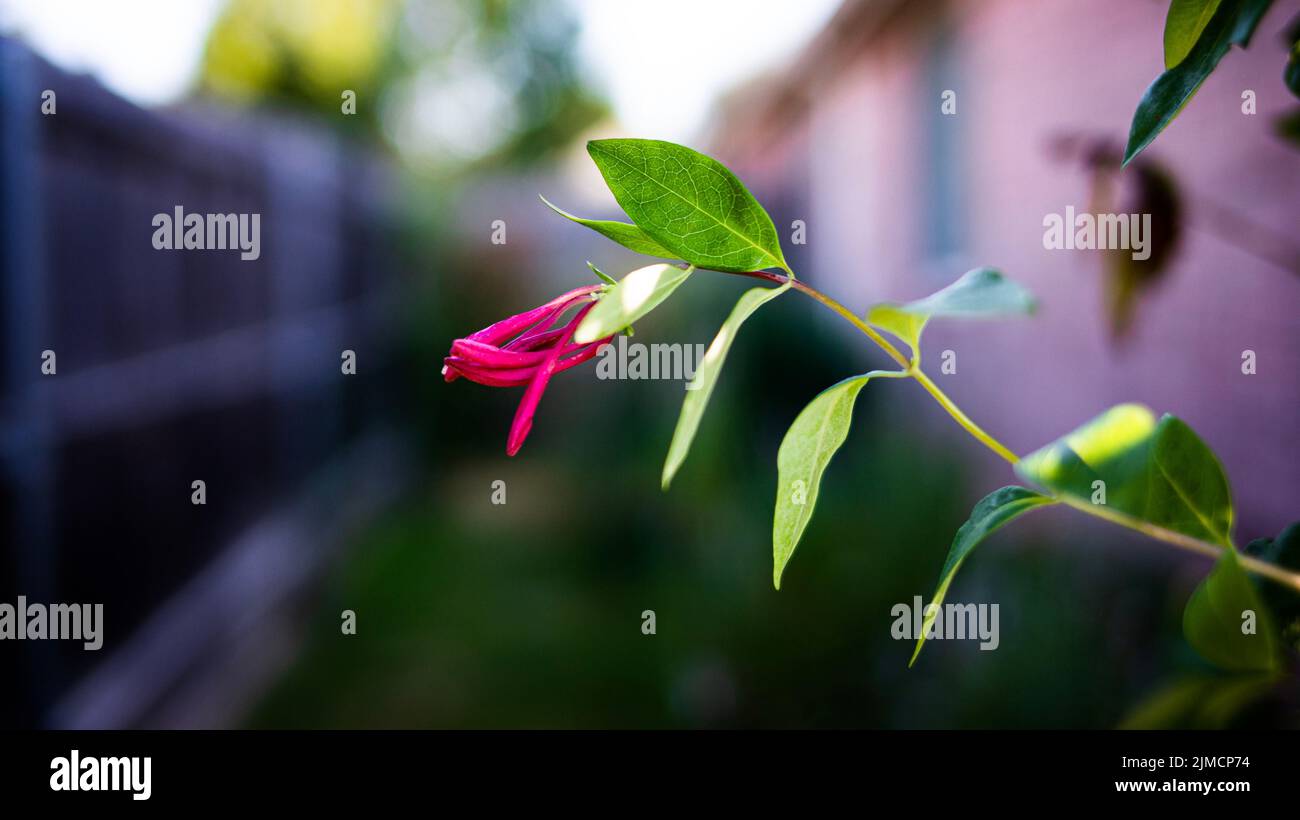 A beautiful pink flower dangling in the wind. Stock Photo