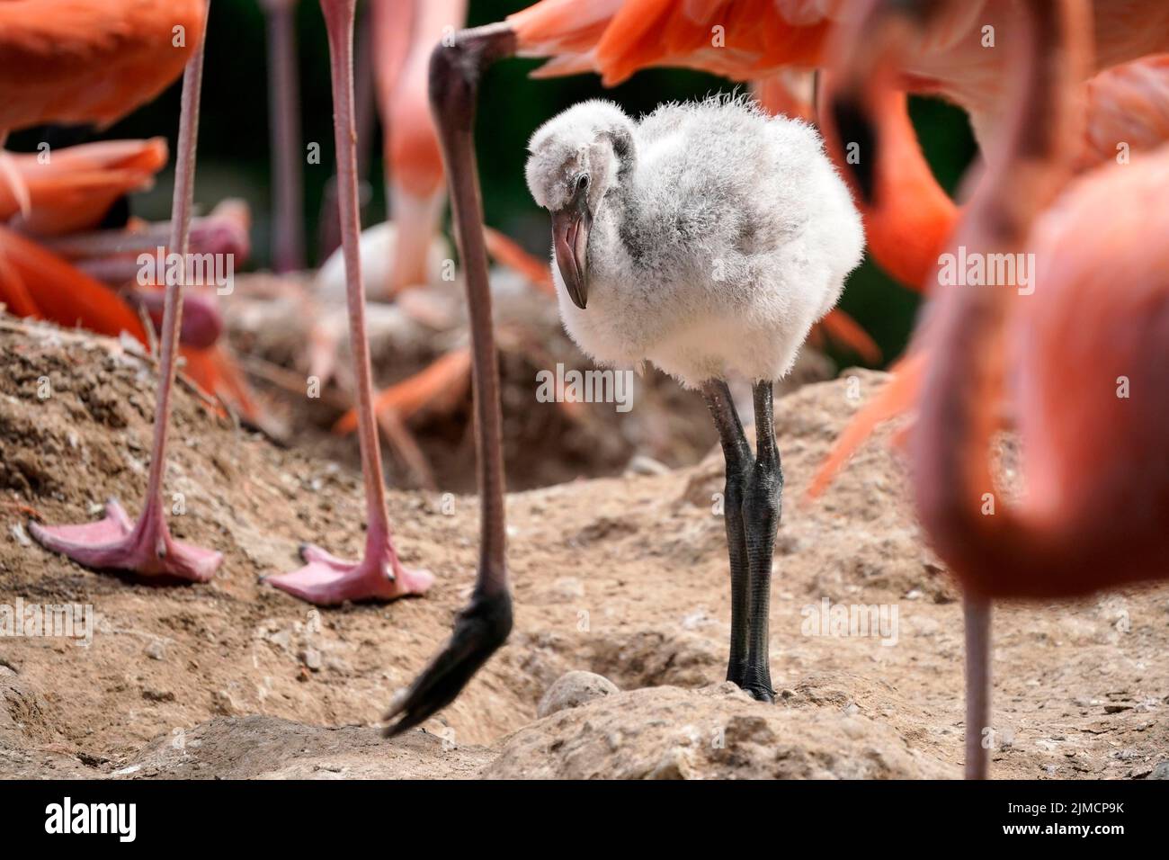 American flamingo (Phoenicopterus ruber) chick, captive Stock Photo