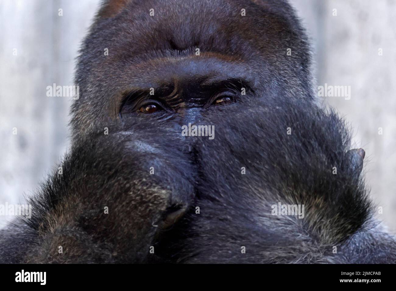 Western western gorilla (Gorilla gorilla) silverback, animal portrait, captive Stock Photo