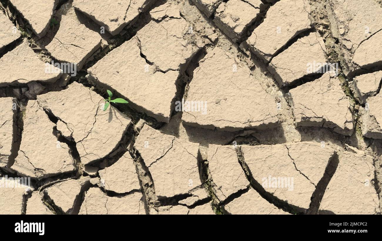 Cracked ground, first green after a dry season, Germany Stock Photo
