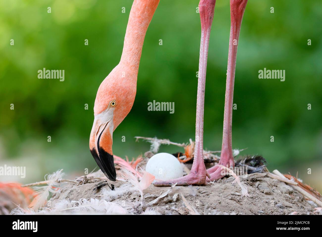 American flamingo (Phoenicopterus ruber) on its nest with an egg, captive Stock Photo