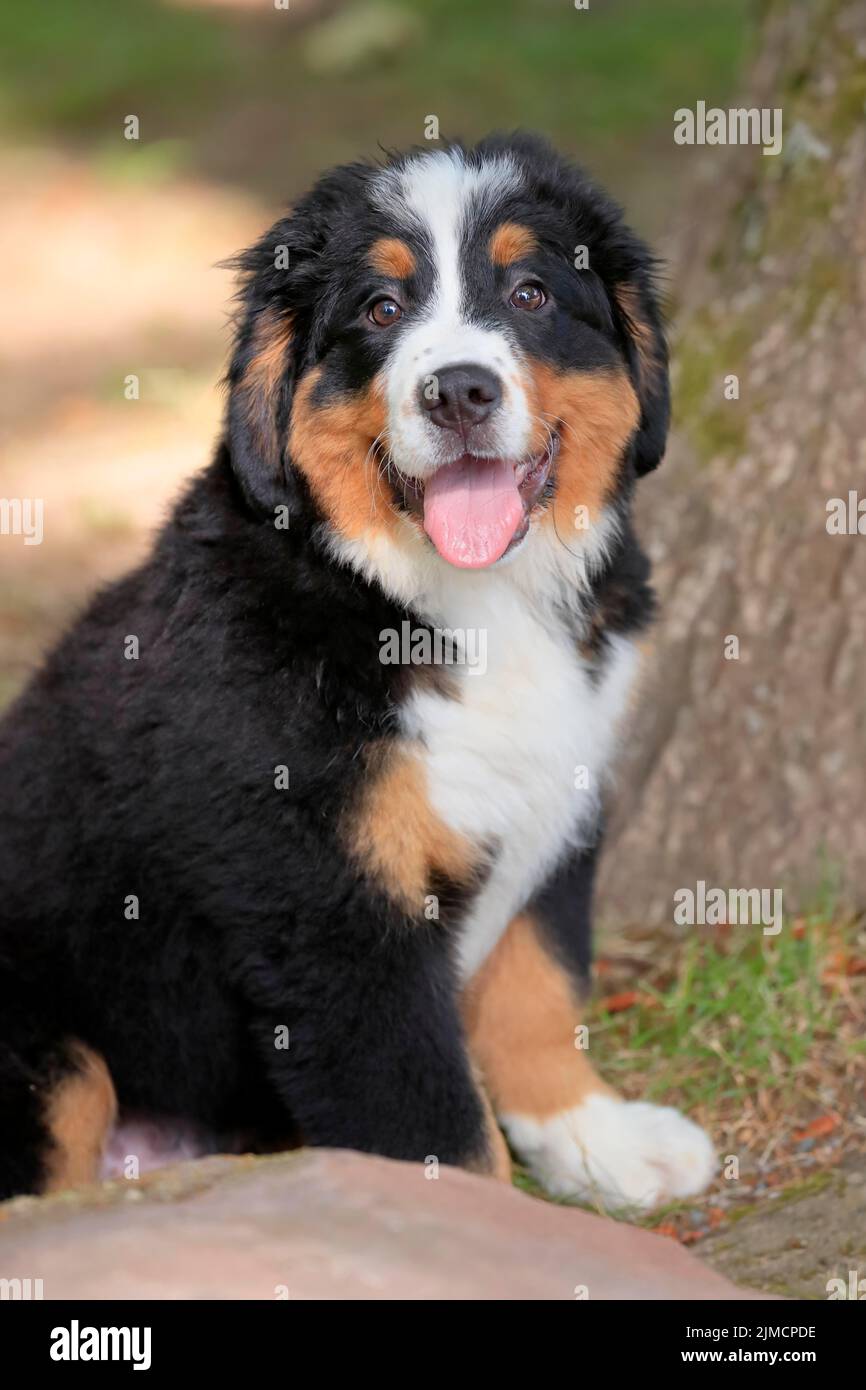 Bernese mountain domestic dog (Canis lupus familiaris) puppy, puppy sitting in nature, Rhineland-Palatinate, Germany Stock Photo