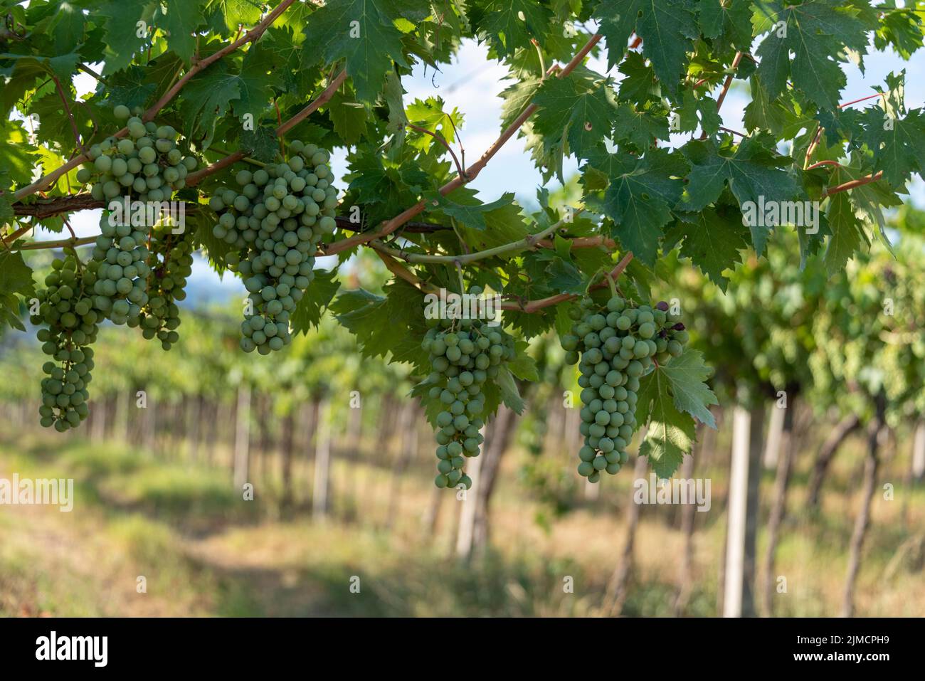 Grapes, vines, Valpolicella wine region, Pedemonte, Verona, Veneto province, Italy Stock Photo