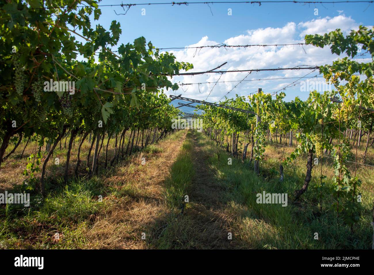 Grapes, vines, Valpolicella wine region, Pedemonte, Verona, Veneto province, Italy Stock Photo