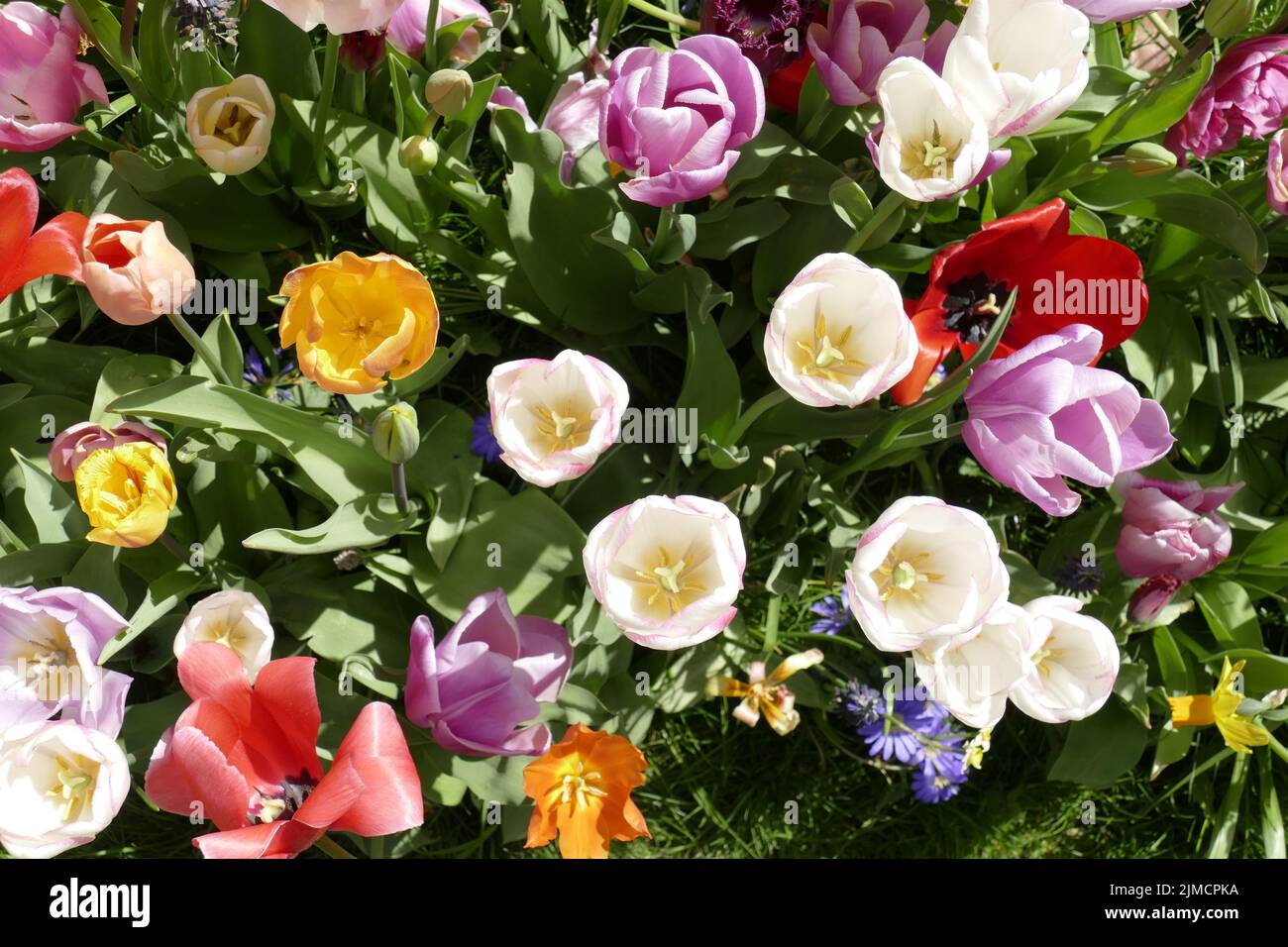 Colourful flowering tulips (Tulipa), Closeup, Germany, Europe Stock Photo