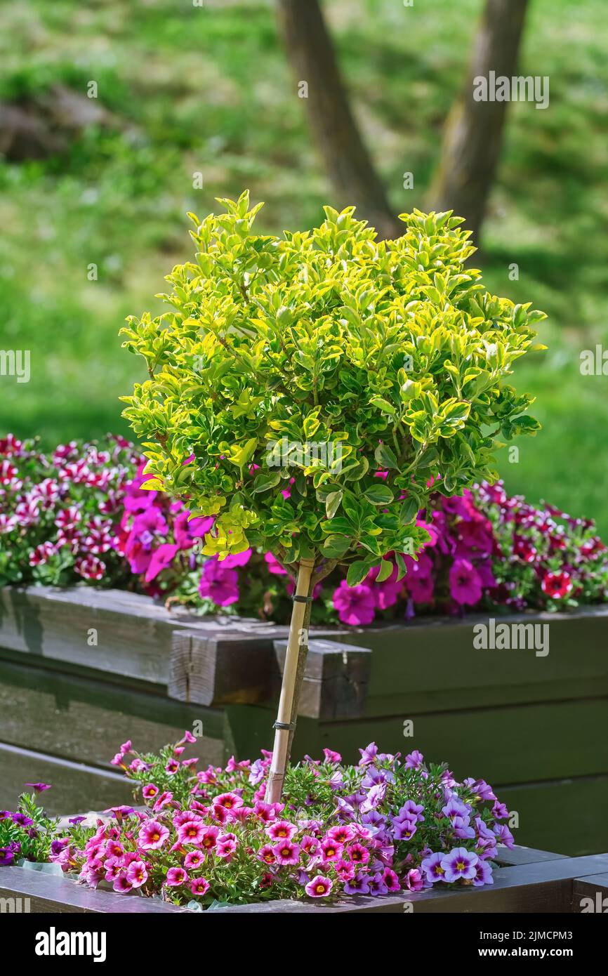 Small tree in Flower pot Stock Photo