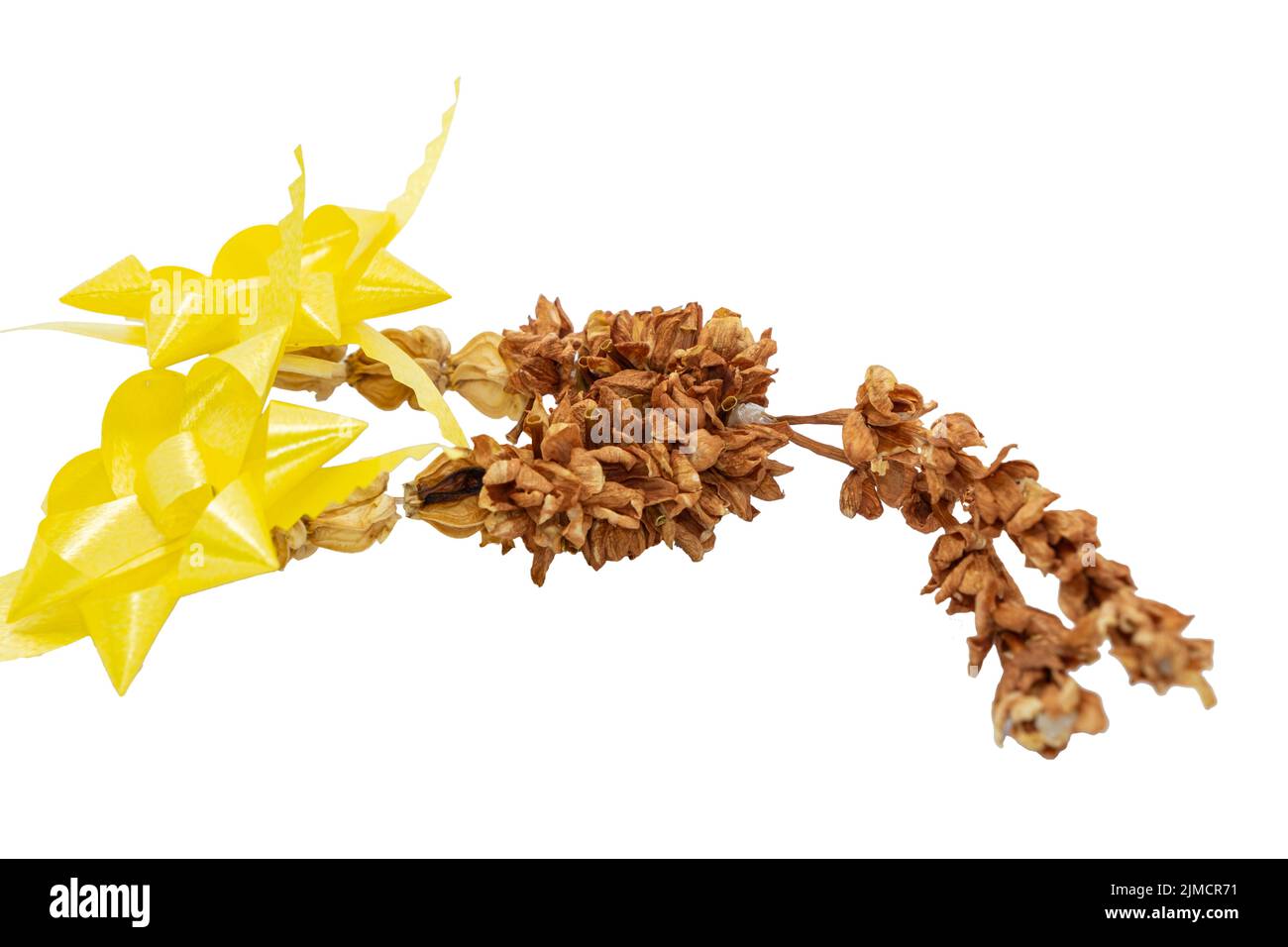 Old Thai garland flower from Jasmine flowers and yellow ribbon on white background and space for put the text Stock Photo