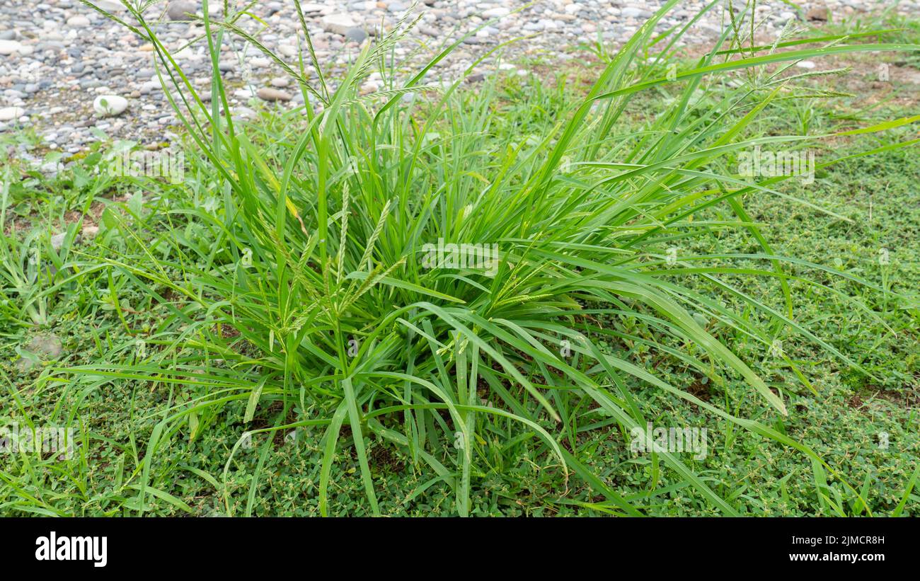 Growing grass. Sedge family. Grass spikes. Green plant. Nature Stock Photo