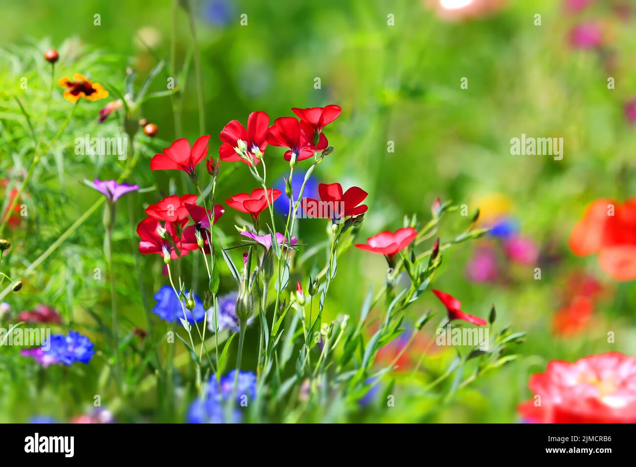 Various wild flowers hi-res stock photography and images - Alamy