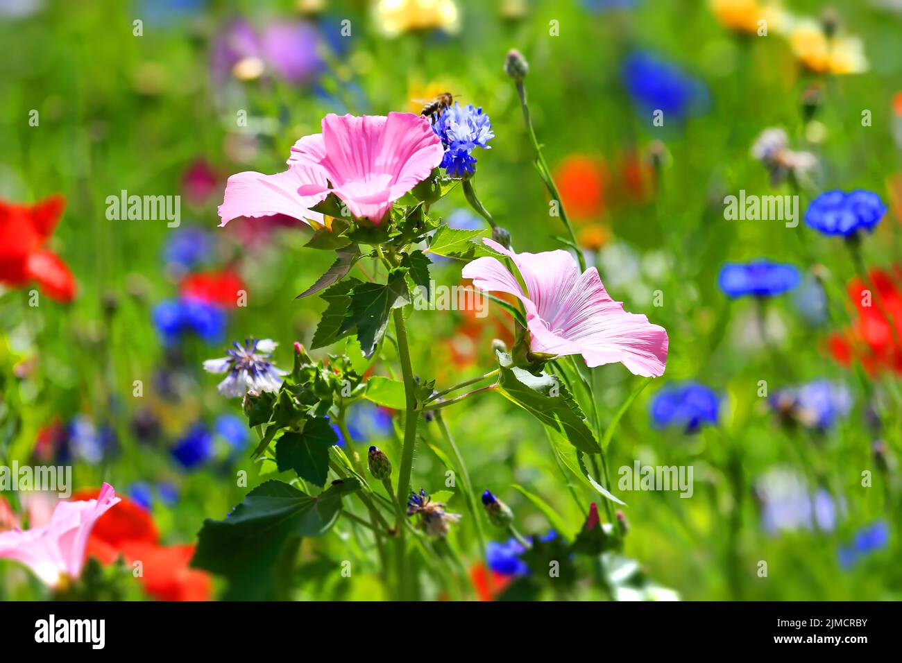 Colourful flower meadow with various wild flowers with tilt-shift effect Stock Photo
