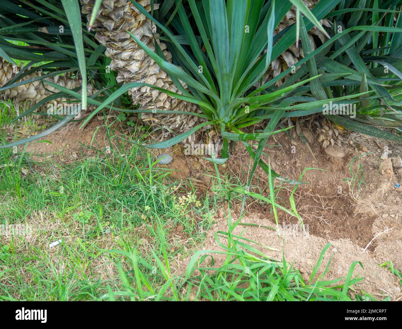 The base of a palm tree trunk. Plants in the south. Palm tree planting. southern tree trunk