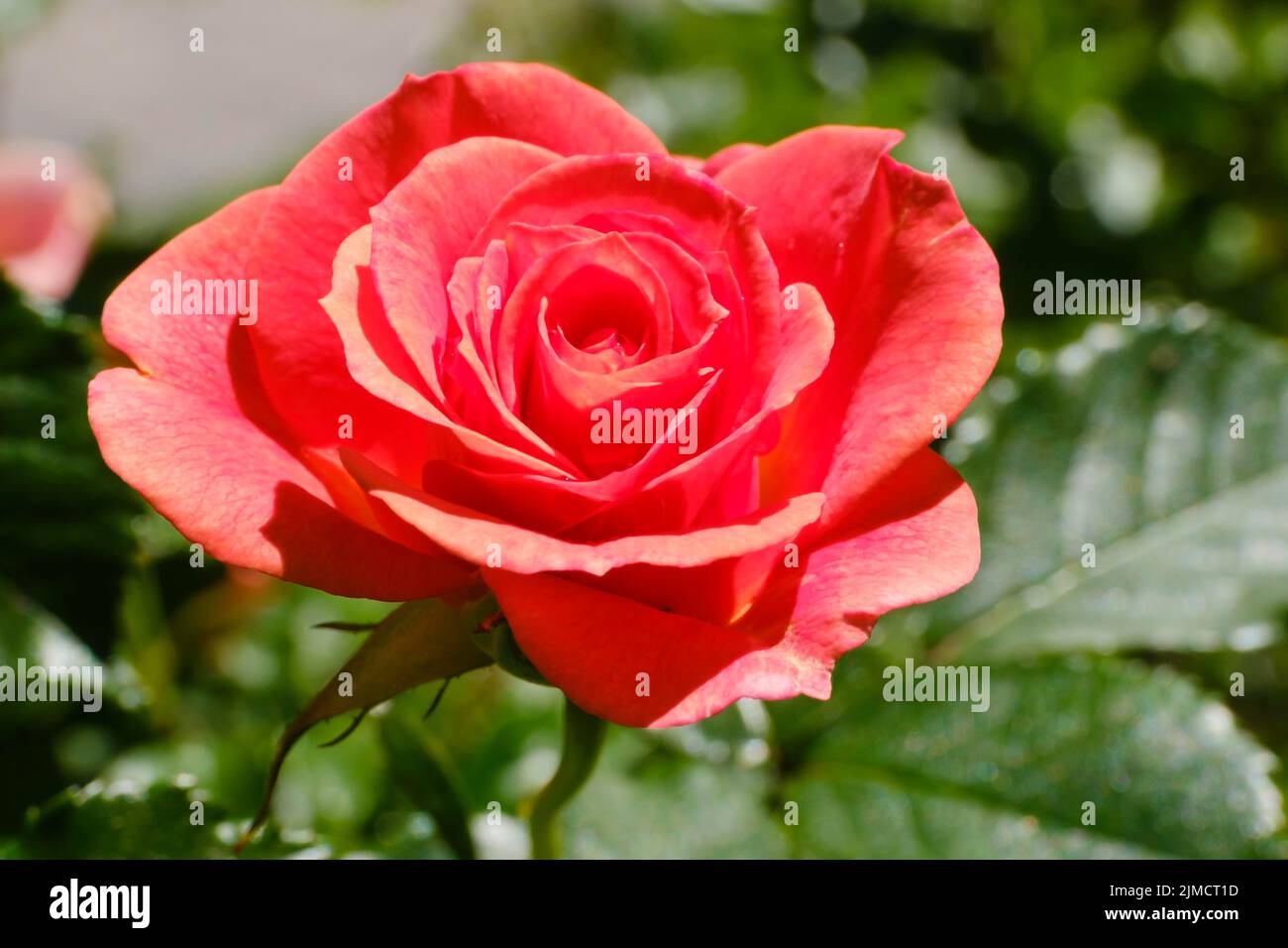 Flower of the shrub rose (Rosa), Lambada, Mainau Island, Lake Constance, Baden-Wuerttemberg, Germany Stock Photo