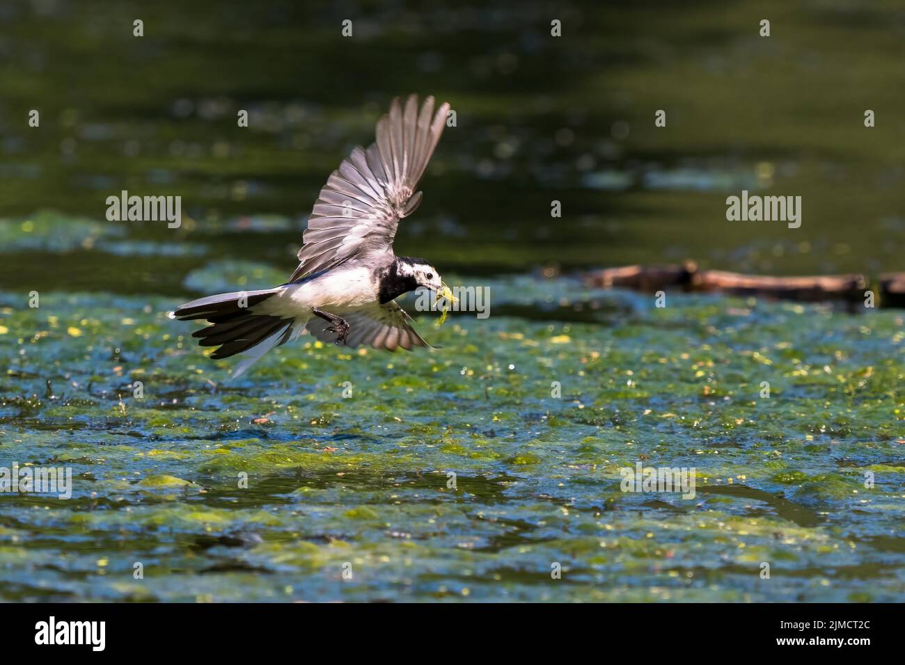 White wagtail (Motacilla alba), flying, with prey insects in its beak, Hesse, Germany, Europe Stock Photo