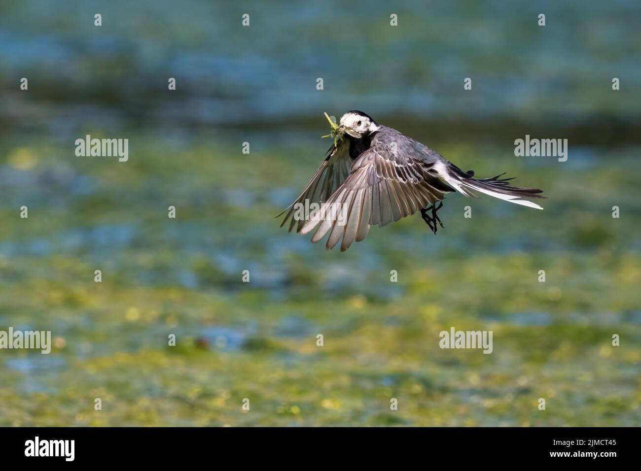 White wagtail (Motacilla alba), flying, with prey insects in its beak, Hesse, Germany Stock Photo