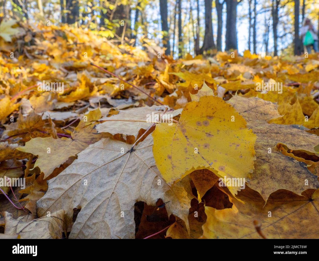 Yellow leaves in the autumn forest. Maple leaf on the ground. Bright ...