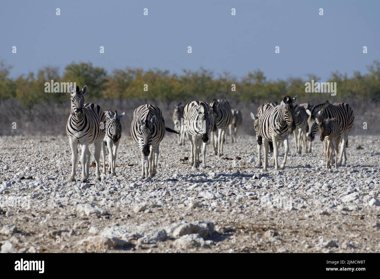 Burchells zebras (Equus quagga burchellii), herd on arid ground, walking towards the waterhole, Etosha National Park, Namibia, Africa Stock Photo