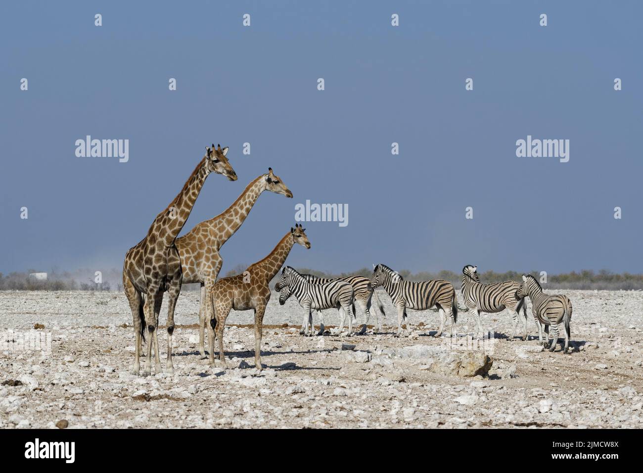 Angolan giraffes (Giraffa camelopardalis angolensis), adult female (left) with young female and foal, herd of Burchells zebras (Equus quagga burchelli Stock Photo