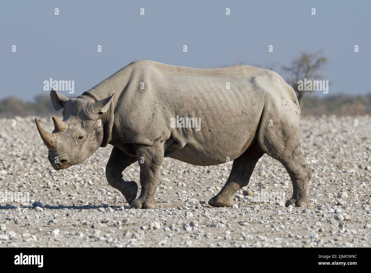 Black rhinoceros (Diceros bicornis), adult walking on arid ground, Etosha National Park, Namibia, Africa Stock Photo