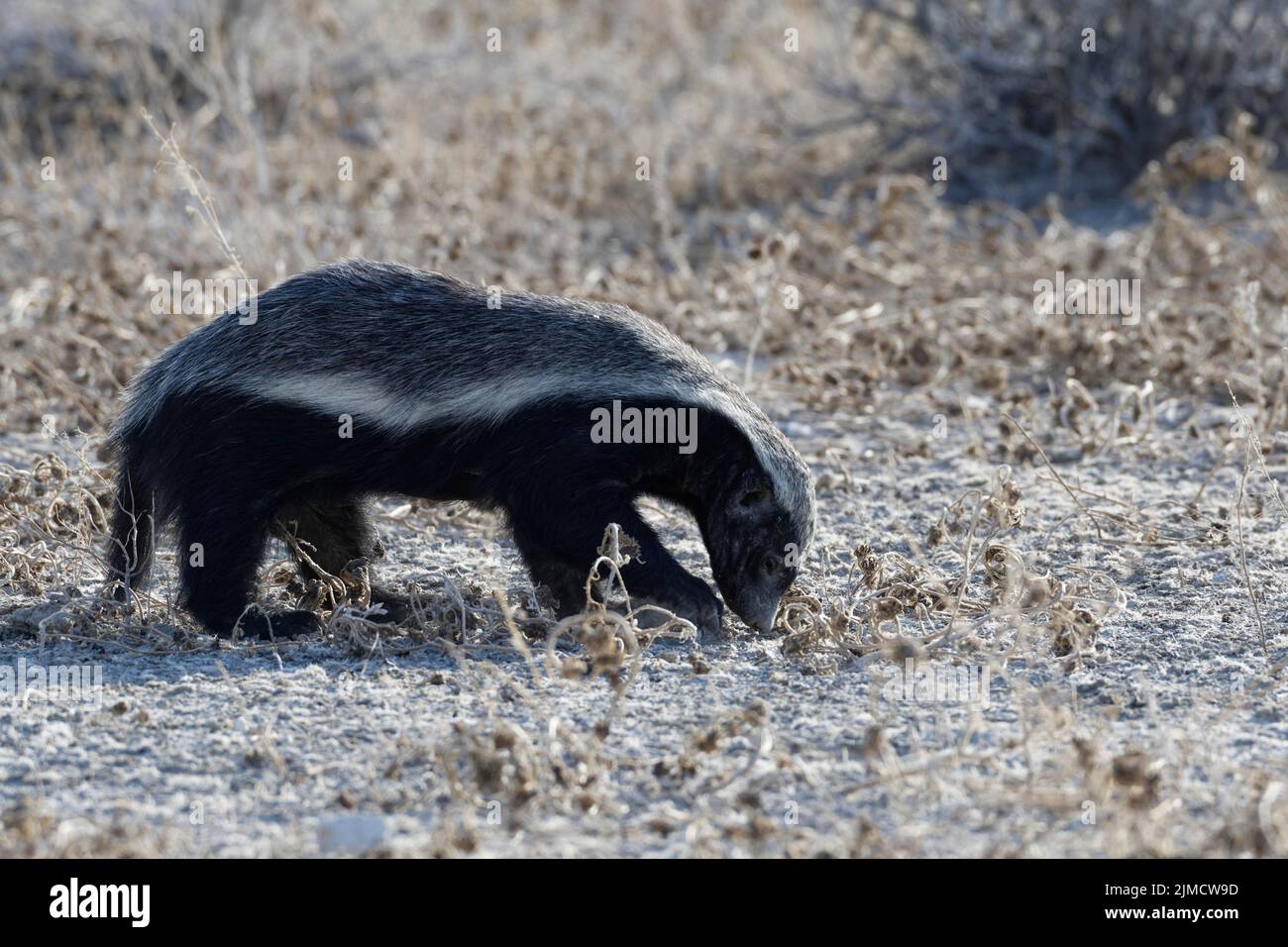 Honey badger (Mellivora capensis), adult male, in search of prey, Etosha National Park, Namibia, Africa Stock Photo