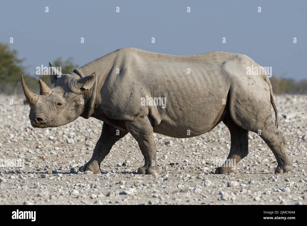 Black rhinoceros (Diceros bicornis), adult walking on arid ground, Etosha National Park, Namibia, Africa Stock Photo