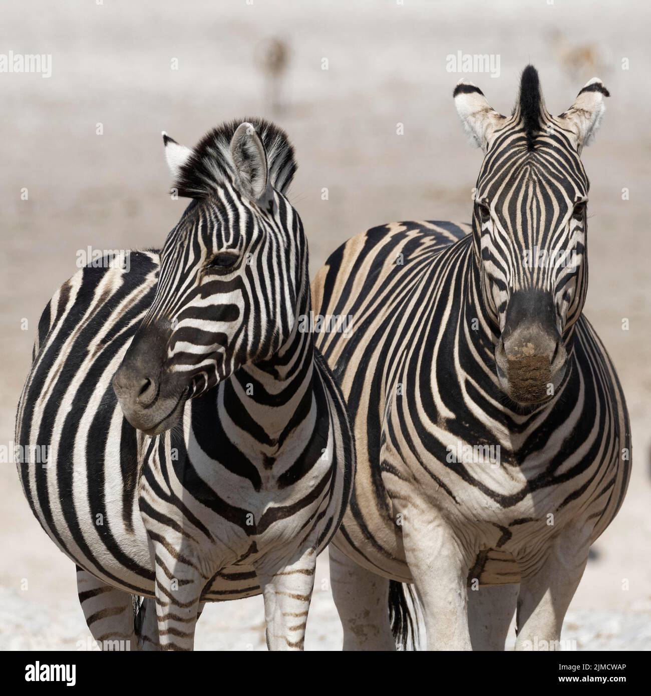Burchells zebras (Equus quagga burchellii), pair of zebras, standing side by side, animals portrait, Etosha National Park, Namibia, Africa Stock Photo