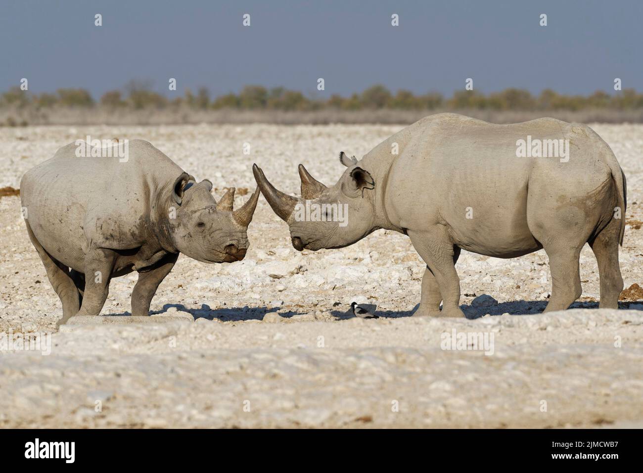 Black rhinoceroses (Diceros bicornis), two adults standing face to face at waterhole, Etosha National Park, Namibia, Africa Stock Photo
