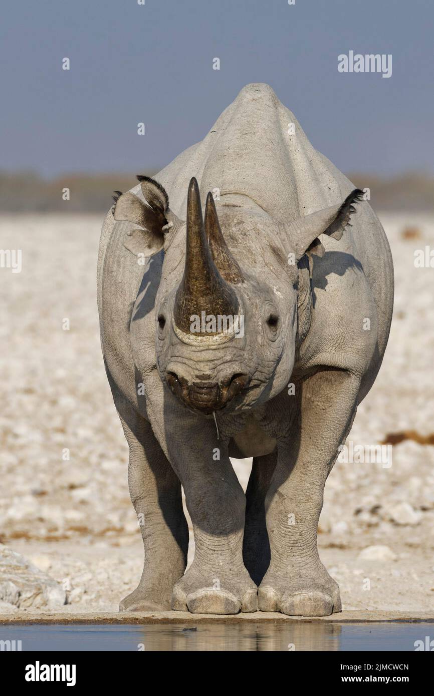 Black rhinoceros (Diceros bicornis), adult standing at waterhole, animal portrait, Etosha National Park, Namibia, Africa Stock Photo