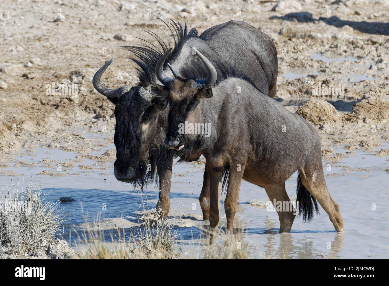 Blue wildebeests (Connochaetes taurinus), adult and young, in water, drinking at waterhole, Etosha National Park, Namibia, Africa Stock Photo