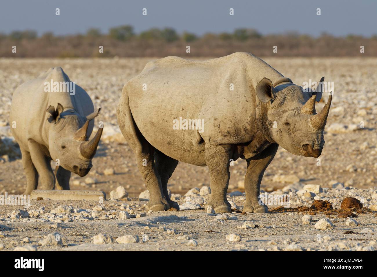 Black rhinoceroses (Diceros bicornis), two adults standing at waterhole, Etosha National Park, Namibia, Africa Stock Photo