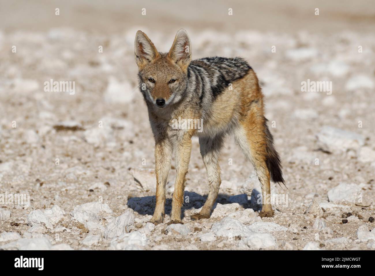Black-backed jackal (Canis mesomelas), adult standing on arid ground, alert, Etosha National Park, Namibia, Africa Stock Photo