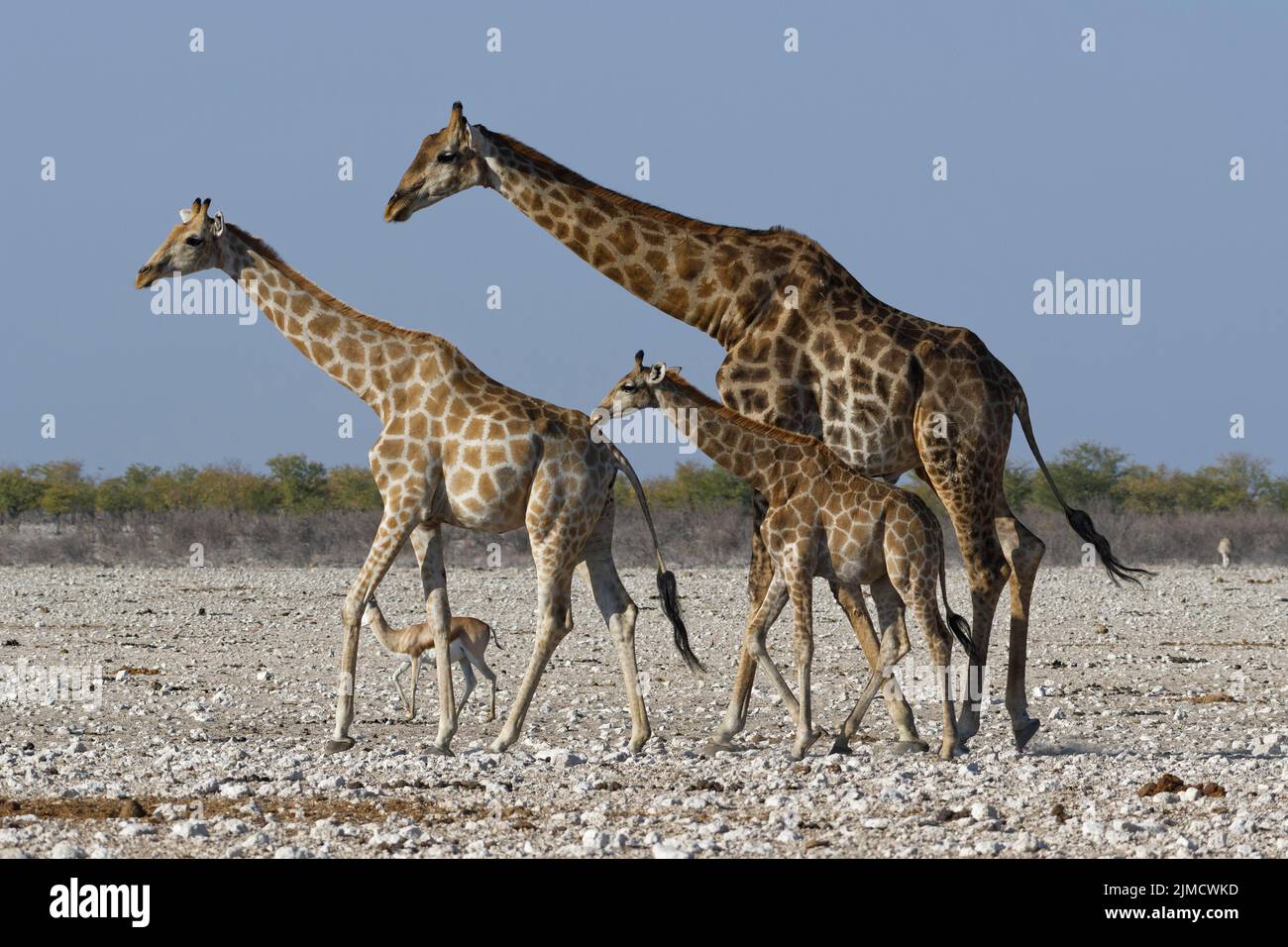 Angolan giraffes (Giraffa camelopardalis angolensis), adult male, young female, foal and springbok (Antidorcas marsupialis), walking on arid ground, E Stock Photo