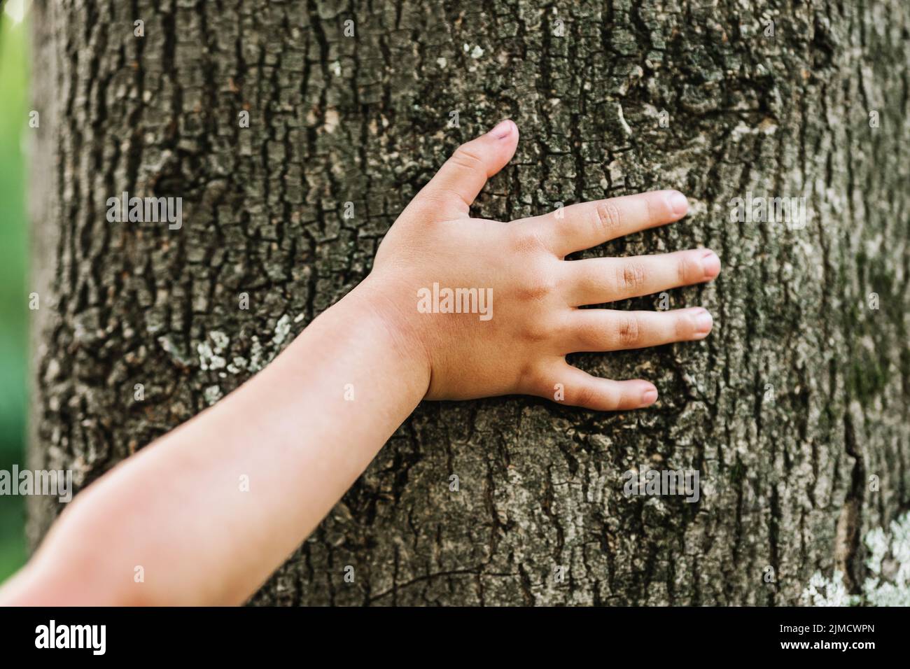 Soft focus of cropped anonymous kid touching rough bark of tree on summer day in park Stock Photo