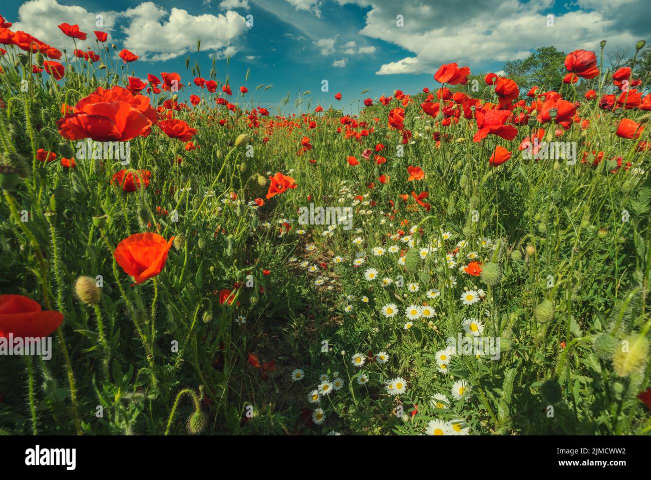 Yellow and white poppy field hi-res stock photography and images - Alamy