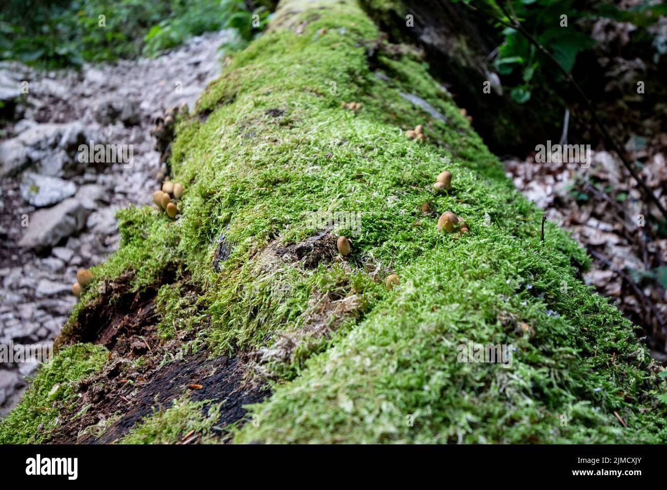 Picture of a trunk tree covered with mushrooms and moss. Mosses are small, non-vascular flowerless plants in the taxonomic division Bryophyta sensu st Stock Photo
