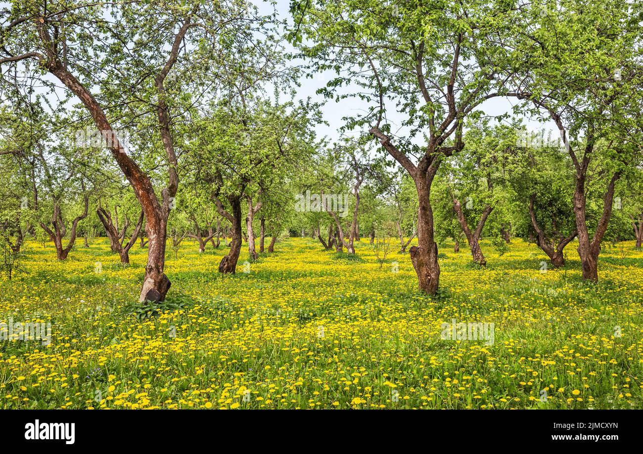 Spring beautiful orchard with dandelions Stock Photo