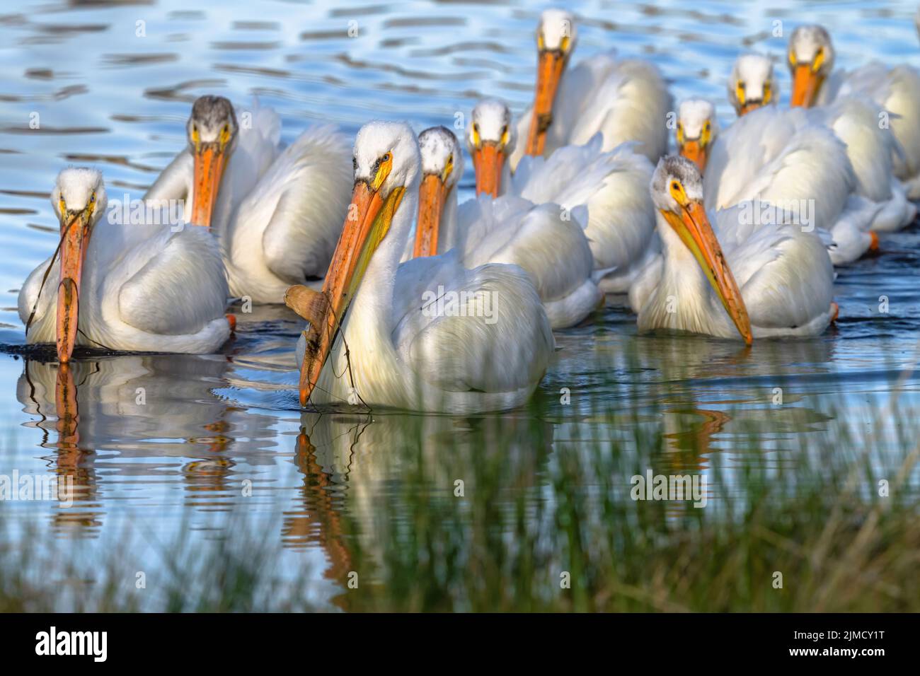 A group of White Pelicans following their leader approach the shoreline of the lake. Stock Photo