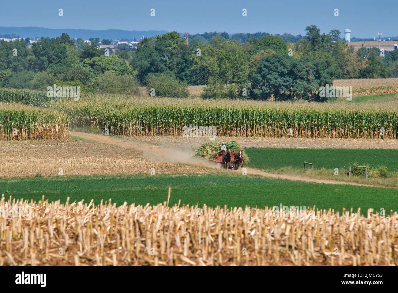 Amish family harvesting the corn Stock Photo