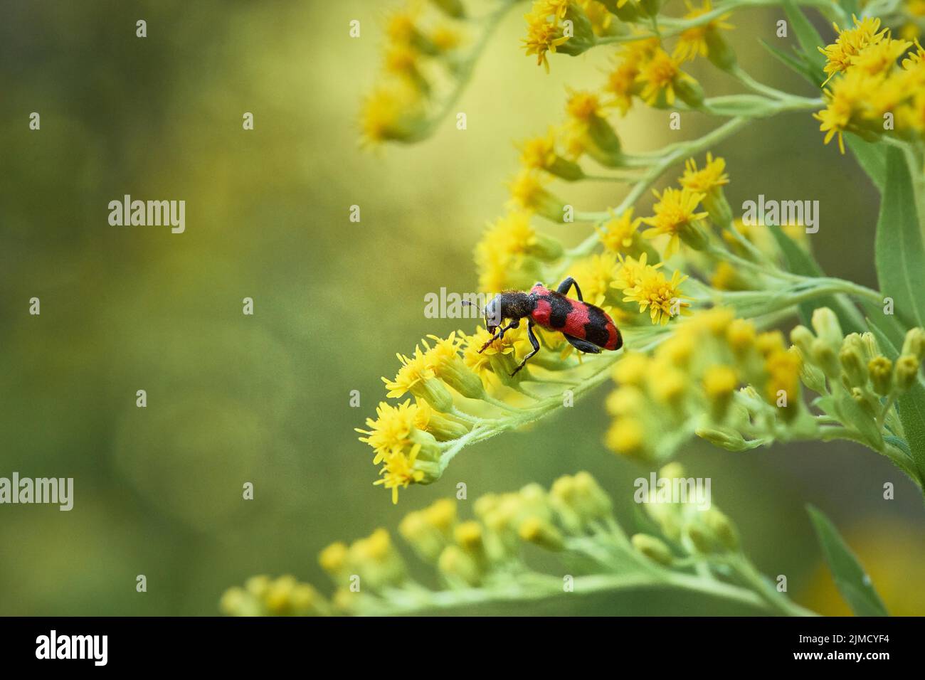 Bee beetle (Trichodes apiarius) sitting on a yellow flower of goldenrod (Solidago), Styria, Austria Stock Photo