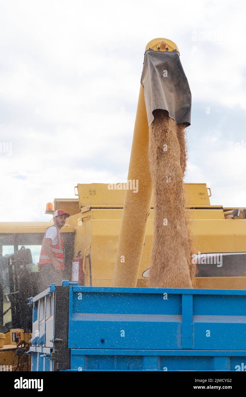Industrial combine harvester unloading dried yellow grains into trailer in agricultural field with green trees on summer day in countryside Stock Photo
