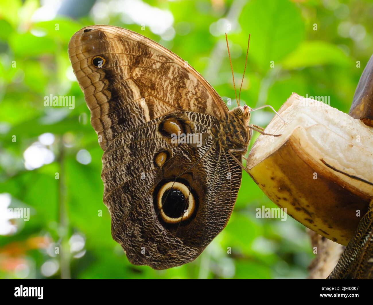Satyrine (Satyrinae) in the Butterfly House, Mainau Island, Baden-Wuerttemberg, Germany Stock Photo