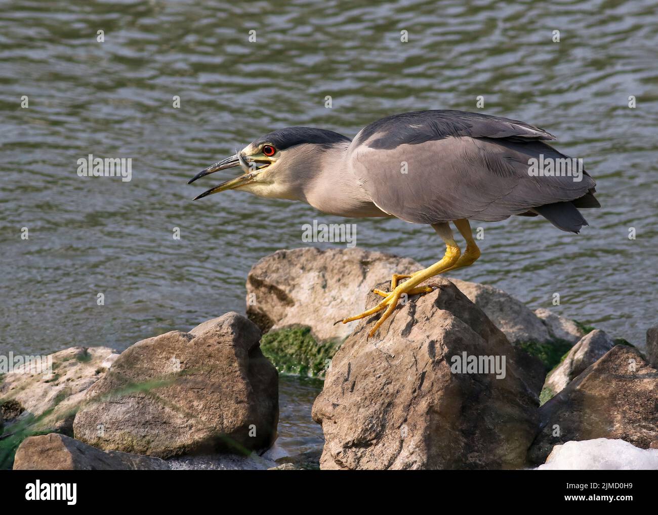 A Black-crowned Night Heron atop rocks by a stream, about to swallow a freshly caught fish. Viewed at close range. Stock Photo