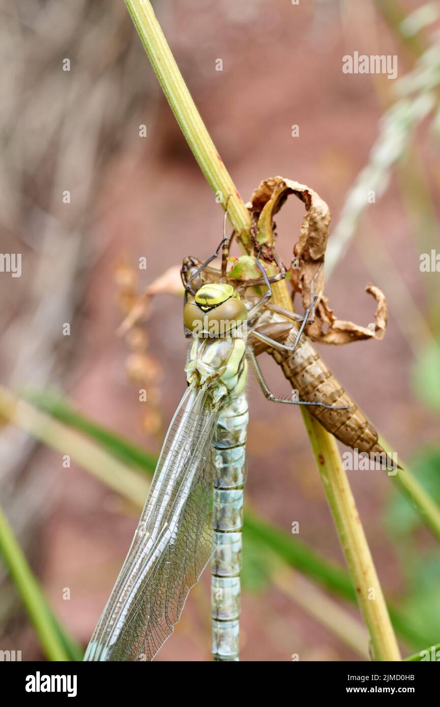 A pretty female Migrant Hawker Dragonfly, Aeshna mixta, perching on a reed at the edge of a pond. Stock Photo